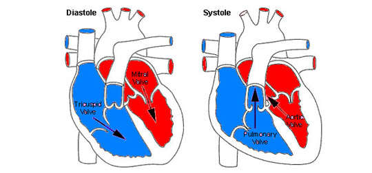 heart-valves